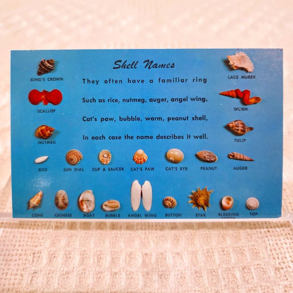 Vintage Shell Names Dexter Press DT 17474 B Ocean Blue Turquoise Postcard UNP